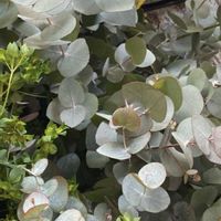 ユーカリポポラス,今日のお花の画像