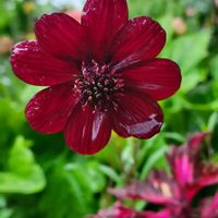 チョコレートコスモス,チョコレートコスモス チョカモカ,赤い花,地植え,植物のある暮らしの画像