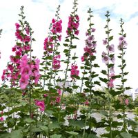 タチアオイ,sora の物語,so・raの小さな物語の画像