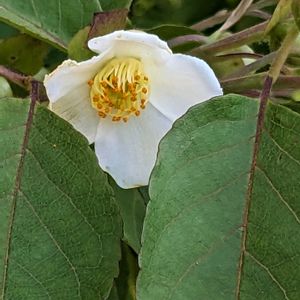 ヒメシャラ,白い花,樹木,樹皮,黒い実の画像