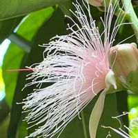 サガリバナ,サワフジ,良い香り,一夜限りの花,サガリバナ科の画像