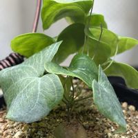 亀甲竜,塊根植物,実生の画像
