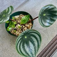 ペペロミア,ペペロミア サンデルシー,スイカぺぺ,観葉植物,赤ちゃんの画像