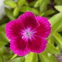 大文字草,コンボルブルス ブルーコンパクタ,ハナキリン（花麒麟）,ベロニカブルーコメット,なでしこ  撫子  ナデシコの画像