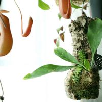 ネペンテス,アリ植物チーム,ミルコメディア　パプアナムの画像