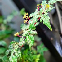 ノブドウ,ノブドウ,花のある暮らし♡,ウクライナに平和を,武器ではなく花をの画像
