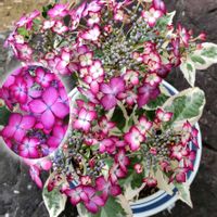 アジサイ,紫陽花,斑入り,カラーリーフ,ﾏｲ紫陽花ｺﾚｸｼｮﾝの画像