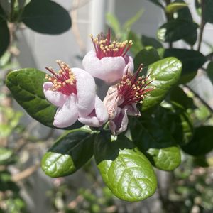 フェイジョア,フェイジョア,フェイジョア,植栽,ご近所さんの玄関先の画像