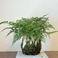 苔玉,おひさまの画像