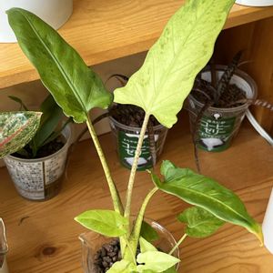 アロカシア,アロカシア,観葉植物,ハイドロカルチャー,サトイモ 科の画像