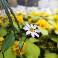 ミヤコワスレ,プルモナリア,リシマキア・リッシー,ロニセラ レモンビューティ,プルモナリア マジェスティの画像