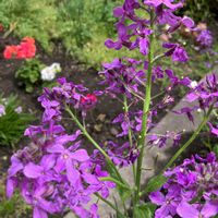 ムラサキハナナの画像