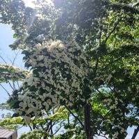 アジサイ,クレソン,ヤマボウシ,ソメイヨシノの実,GSの繋がりに感謝♡の画像