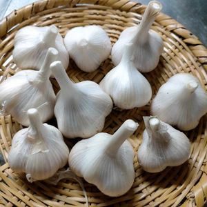 ニンニク,小ネギ,プランター野菜,プランター菜園の画像