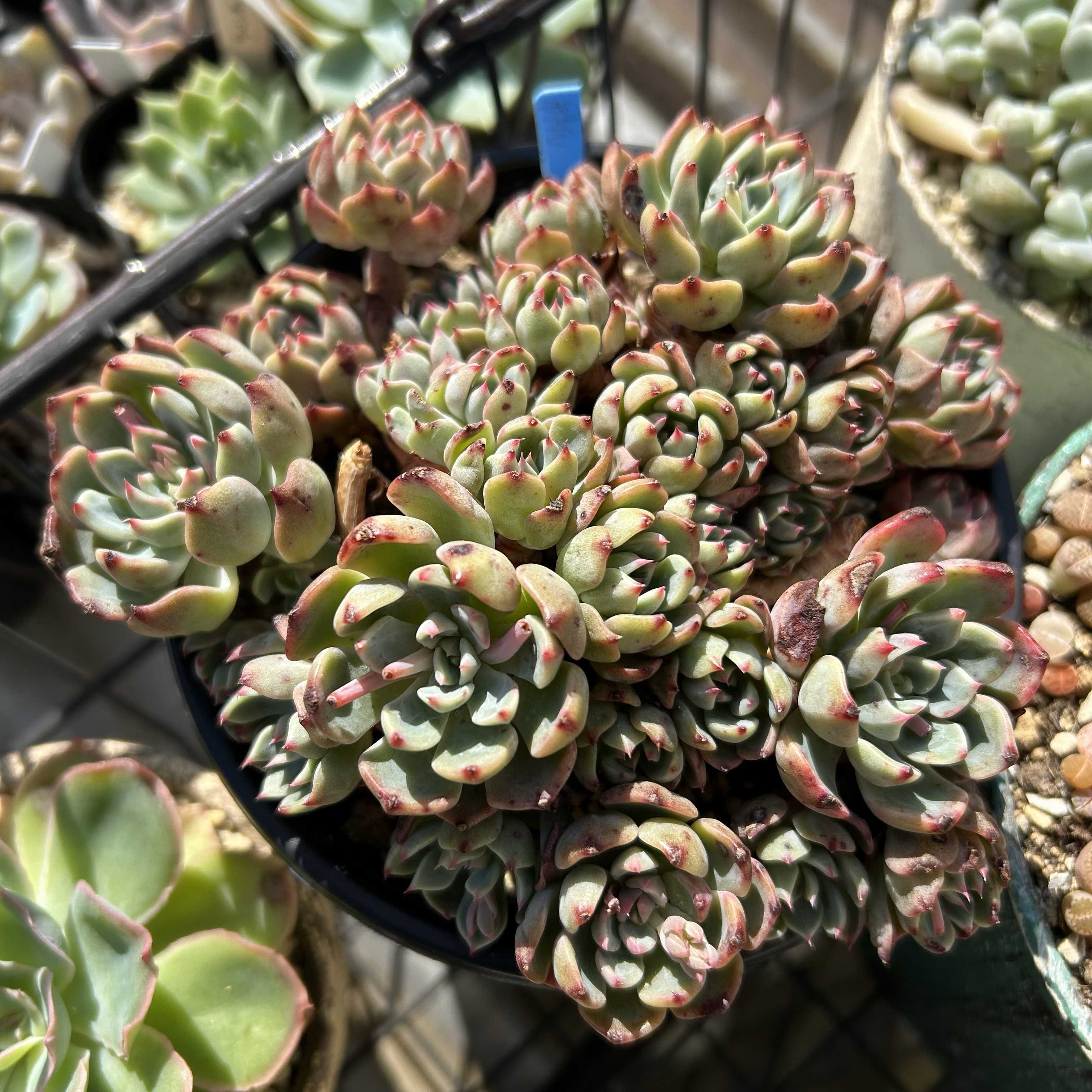 ギャラクシーブルーの一覧｜🍀GreenSnap（グリーンスナップ）