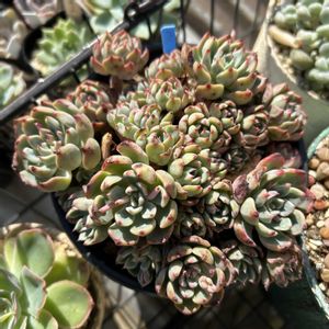 ヴィンセントカトー,ギャラクシーブルー,ミニトラム,緑爪,グロブローサ×ヴィンセントカトーの画像