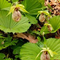クマガイソウ,山野草,野草,絶滅危惧種,多年草の画像