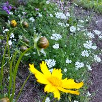 バイカウツギ,ハクチョウゲ,オオキンケイギク,花のある暮らし♡,おうち園芸の画像