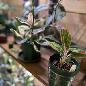 アグラオネマ,ホヤ(サクララン),ホヤ♡,ホヤーズ,Aglaonema Lotus Delightの画像