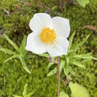 シラユキゲシ,白雪芥子,※実家の庭の画像