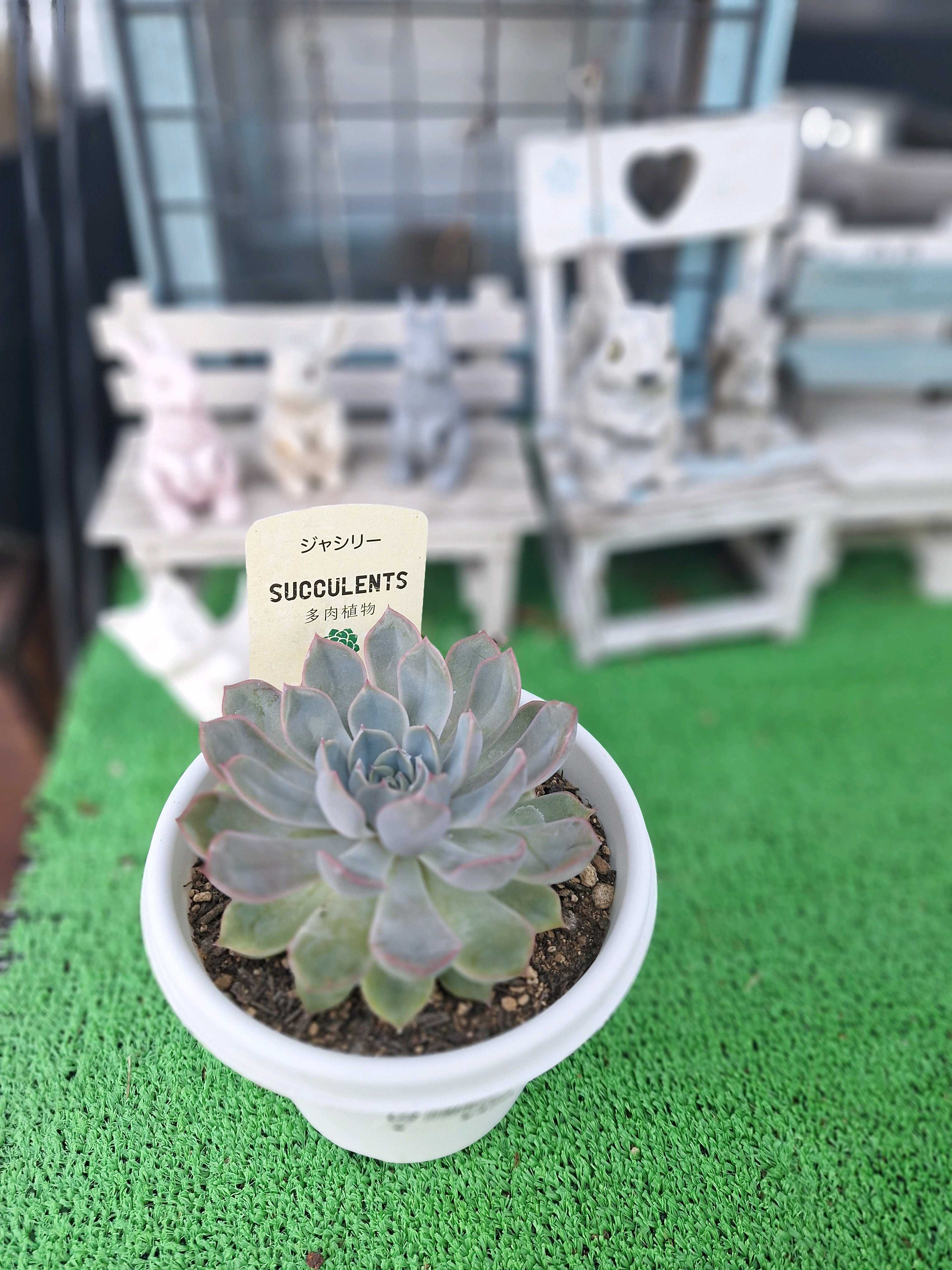バルサミフェルムの一覧｜🍀GreenSnap（グリーンスナップ）