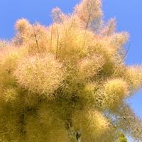 スモークツリー,大人の着せ替え人形,いけばな,生花,生け花の画像