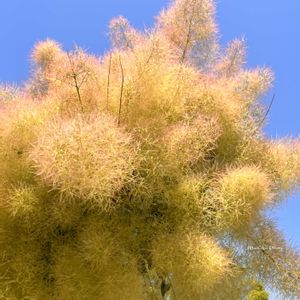 スモークツリー,大人の着せ替え人形,いけばな,生花,生け花の画像