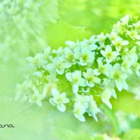 可愛い,マイガーデン,花のある暮らし,夏野菜,赤いバラの画像