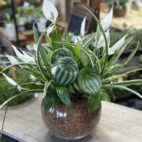 ペペロミア,オリヅルラン,フィロデンドロン・バーキン,寄せ植え,ネコのいる暮らしの画像