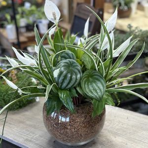 ペペロミア,オリヅルラン,フィロデンドロン・バーキン,寄せ植え,ネコのいる暮らしの画像