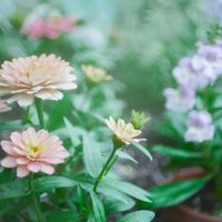 ジニア,百日草,花壇,ガーデニング,庭の画像