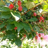 ビックリグミ,ガーデニング,落葉低木,山野草好き,２０２０年５月同期の画像