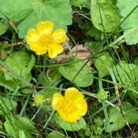 カキツバタ,トキワハゼ,タネツケバナ,ノアザミ,ウマノアシガタの画像