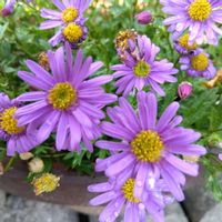 ブラキカム,庭に咲いてるお花,癒し…♡,お花のある暮らし,小さな庭の画像