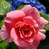 ミニバラ,オノマンネングサ,ラグランジアブライダルシャワー,小さな庭の画像