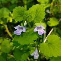 カキドオシ,カキドオシの画像