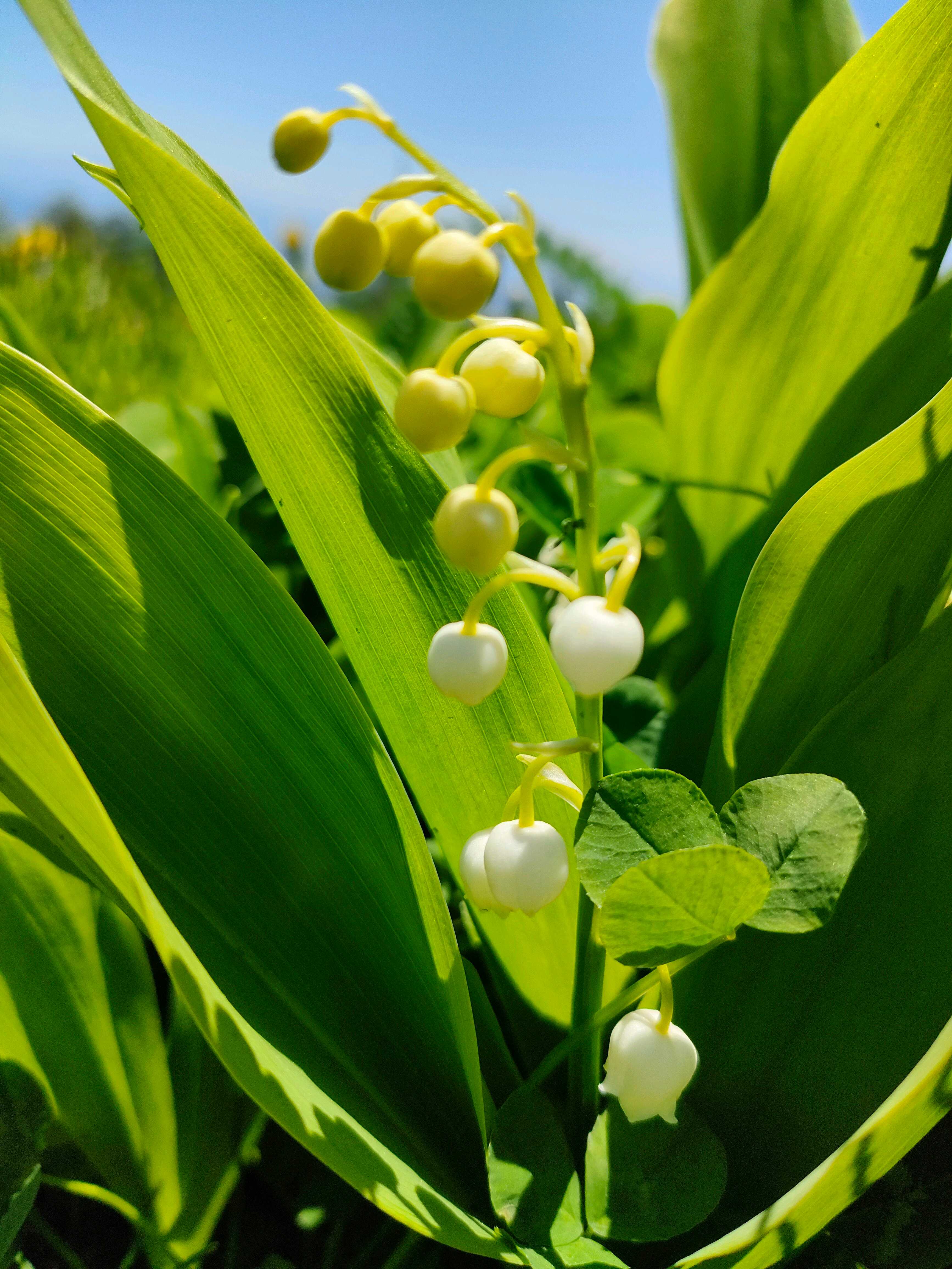 釜無ホテイアツモリソウの一覧｜🍀GreenSnap（グリーンスナップ）