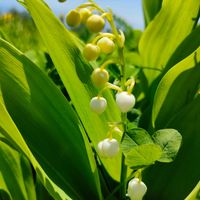 クマガイソウ,イチヨウラン,ヤマシャクヤク,ドイツスズラン,釜無ホテイアツモリソウの画像