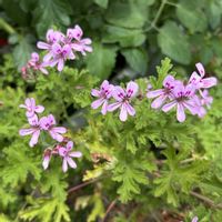 アップルゼラニウム,センテッドゼラニウム,カレンソウ,鉢植えの画像