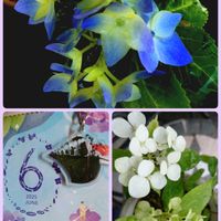 アジサイ,ハオルチア,オルビキュラリス,ハオルチア 京の舞,大人の着せ替え人形の画像