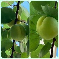 アンズ,杏 信州大実,実がなるの画像