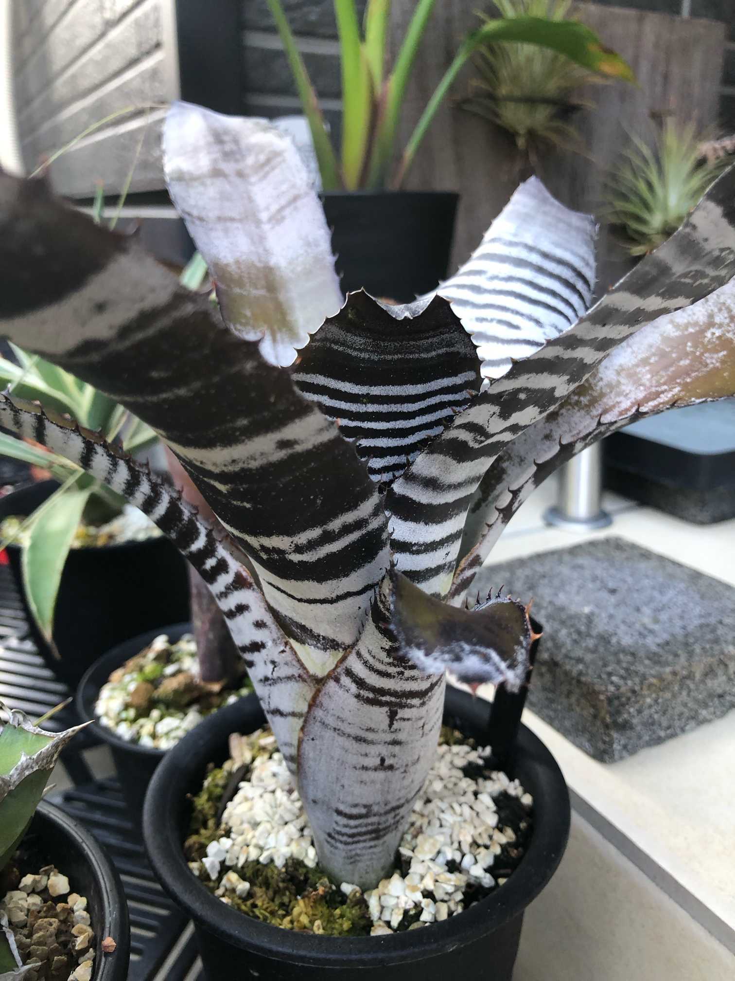 エクメア チャンティニー ブラックアイス成長記｜🍀GreenSnap