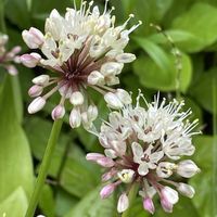 ギョウジャニンニク,山野草,花のある暮らし,金曜日の蕾たちの画像