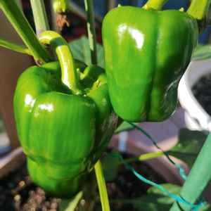 ピーマン,ピーマン　(ニューエース),ガーデニング,ネコ好き,プランター野菜の画像