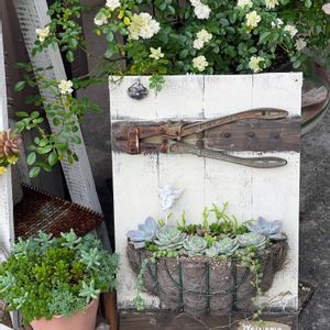 多肉植物,DIY,多肉寄せ植え,サビサビ,仕立て直しの画像