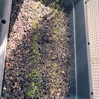サニーレタス,万能小ネギ,植物のある暮らし,家庭菜園初心者,家庭菜園の画像