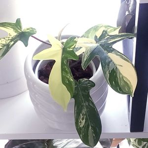 フィロデンドロン,インドアグリーン,鉢カバー,観葉植物のある暮らしの画像