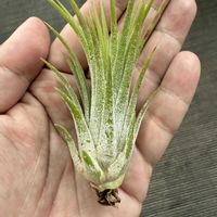 チランジア,イオナンタ,エアプランツの画像