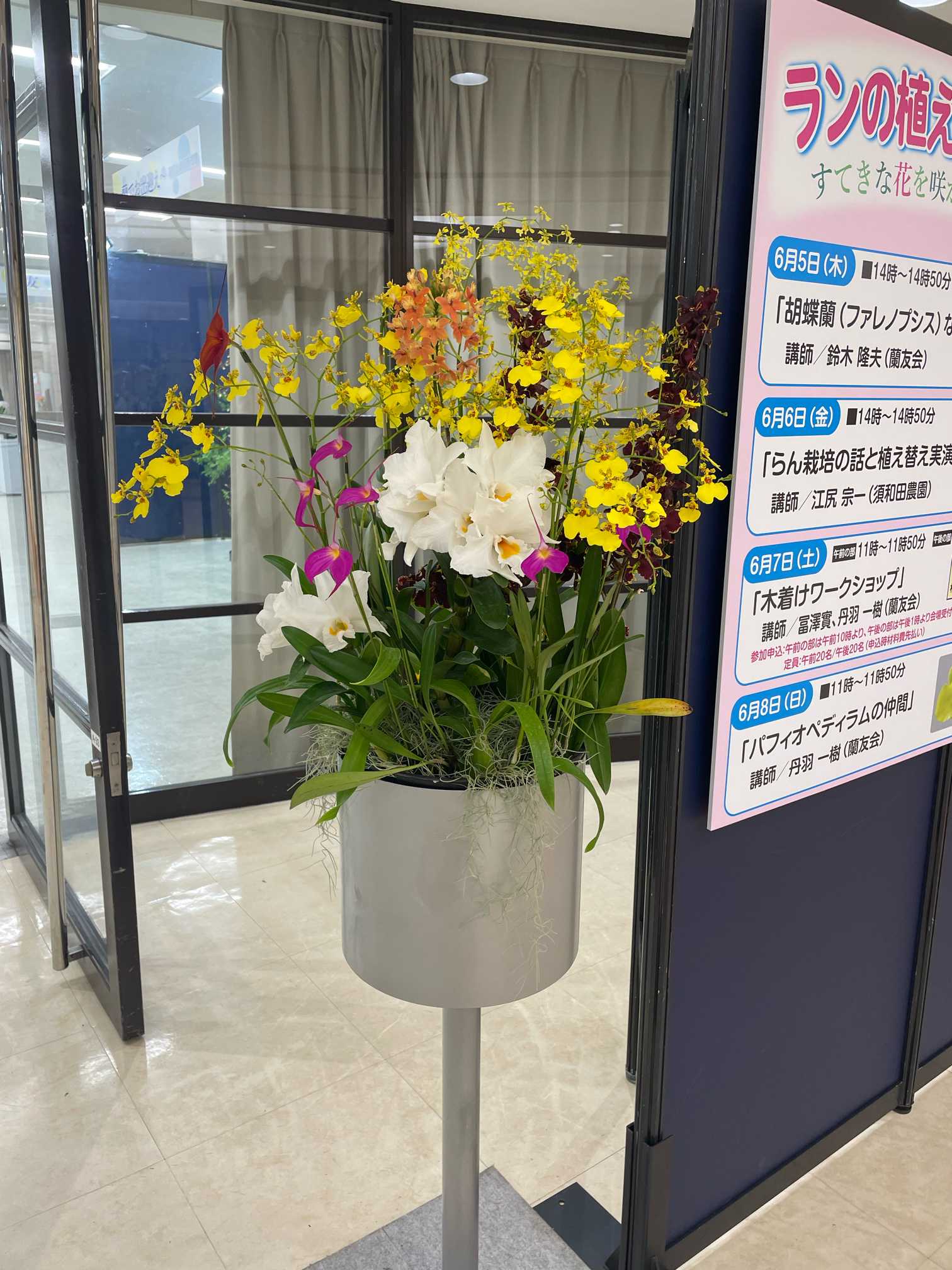 第 64 回 蘭友会らん展 in サンシャインシティ 〜 万緑を彩るらん