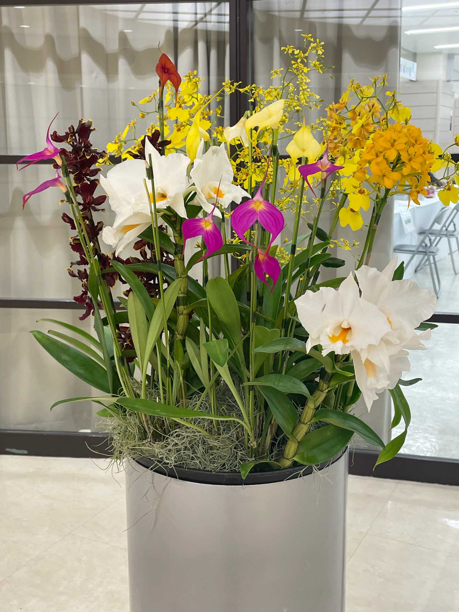 第 64 回 蘭友会らん展 in サンシャインシティ 〜 万緑を彩るらん